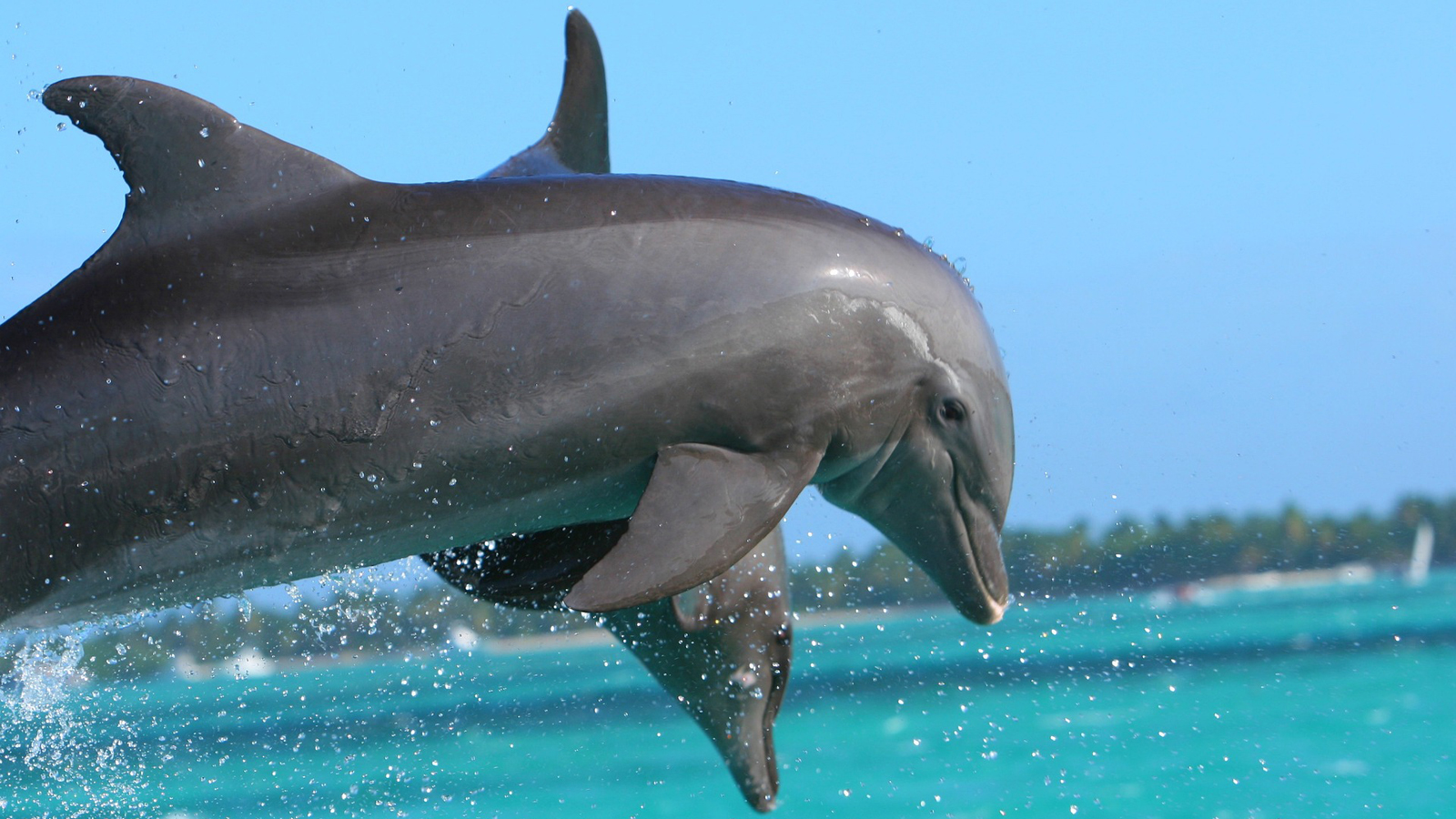 Sandbar Key West - Dolphins Near Boca Grande Sandbar