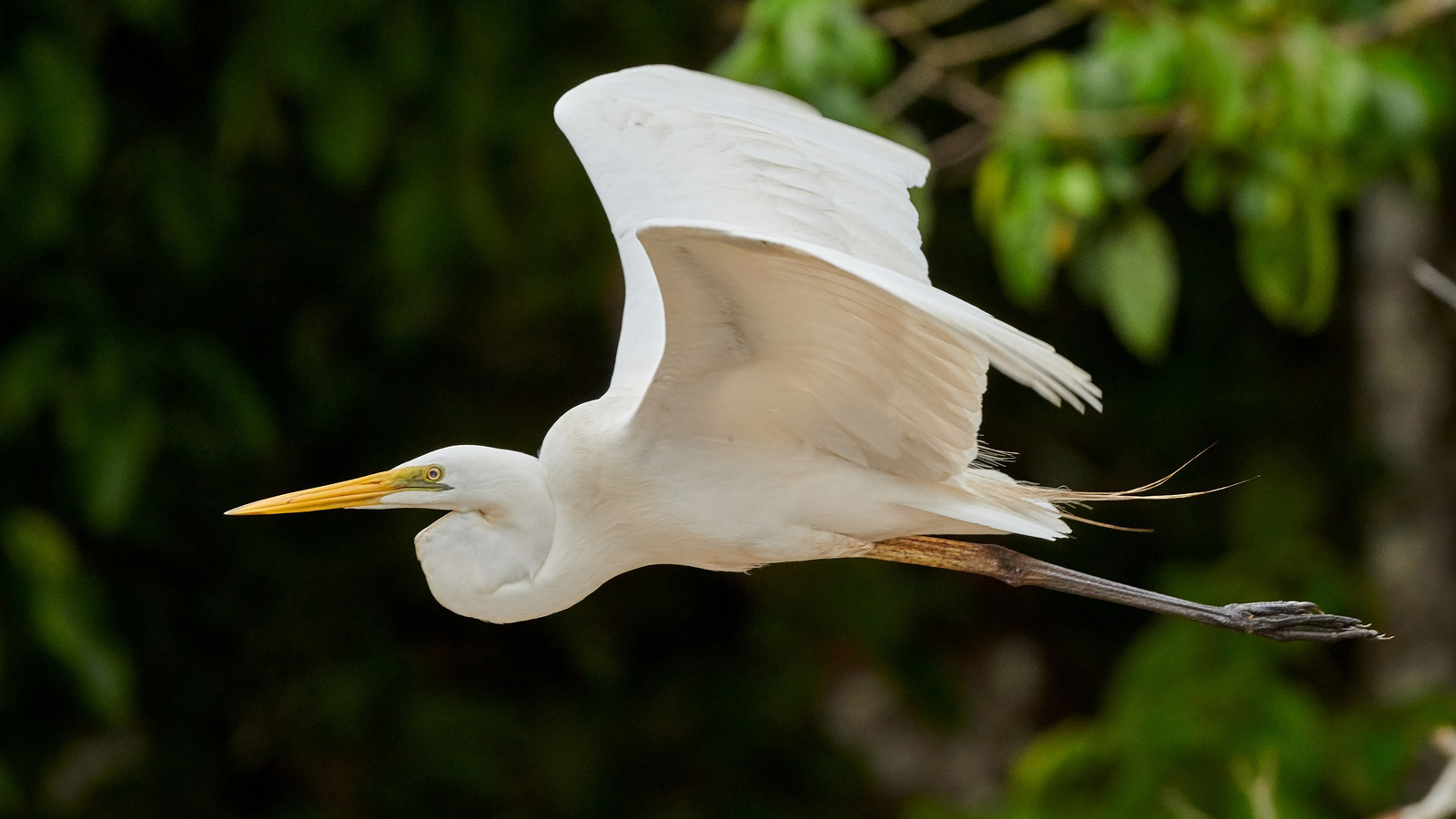 Beautiful Great Egret At Wild Bird Sanctuary In Key Largo