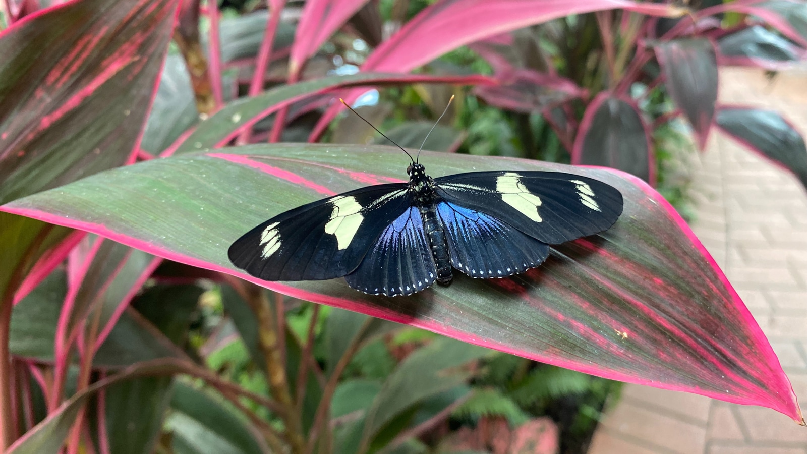 Key West Butterfly And Nature Conservatory